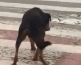 Part2 Animals Rescue #dogrescue #rescuedog #dogsofttiktok #foryoupage #foryou #dogs