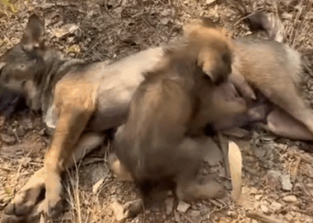 Part2 Animals Rescue #dogrescue #rescuedog #dogsofttiktok #foryoupage #foryou #dogs