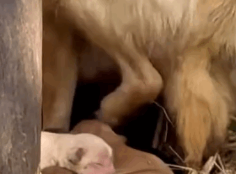 Part2 Animals Rescue #dogrescue #rescuedog #dogsofttiktok #foryoupage #foryou #dogs