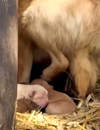 Part2 Animals Rescue #dogrescue #rescuedog #dogsofttiktok #foryoupage #foryou #dogs