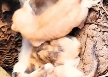 Part2 Animals Rescue #dogrescue #rescuedog #dogsofttiktok #foryoupage #foryou #dogs