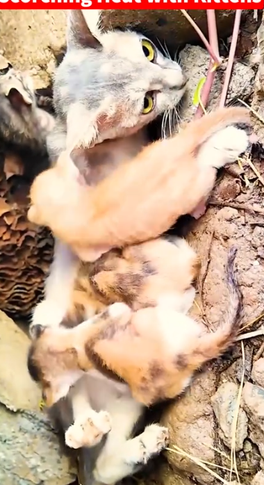 Part2 Animals Rescue #dogrescue #rescuedog #dogsofttiktok #foryoupage #foryou #dogs