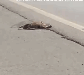 Part2 Animals Rescue #dogrescue #rescuedog #dogsofttiktok #foryoupage #foryou #dogs