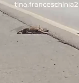 Part2 Animals Rescue #dogrescue #rescuedog #dogsofttiktok #foryoupage #foryou #dogs