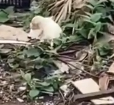 Part2 Animals Rescue #dogrescue #rescuedog #dogsofttiktok #foryoupage #foryou #dogs