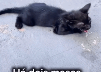 Part2 Animals Rescue #dogrescue #rescuedog #dogsofttiktok #foryoupage #foryou #dogs