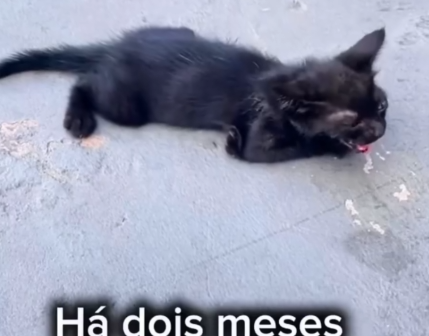 Part2 Animals Rescue #dogrescue #rescuedog #dogsofttiktok #foryoupage #foryou #dogs