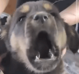 Puppy was in road accident that caused her stomach to rapture exposing her i_part2