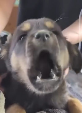 Puppy was in road accident that caused her stomach to rapture exposing her i_part2