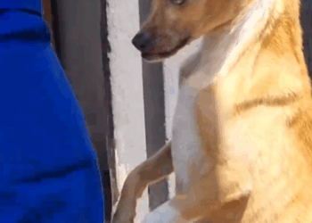 Now she’s SO doted on by her new mom ❤️‍🩹 Dottie’s rescuer,_part2