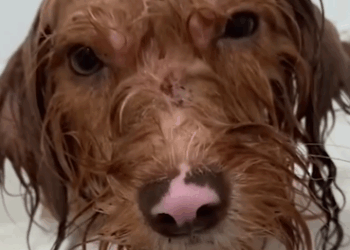 Part2 Animals Rescue #dogrescue #rescuedog #dogsofttiktok #foryoupage #foryou #dogs