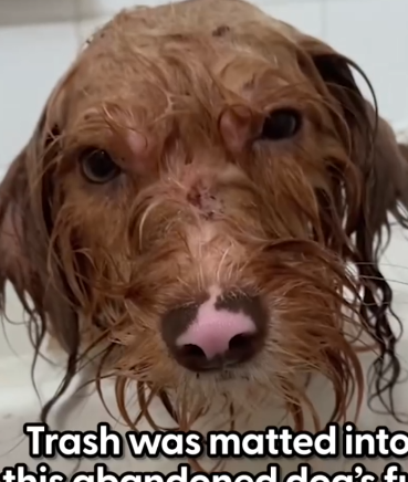 Part2 Animals Rescue #dogrescue #rescuedog #dogsofttiktok #foryoupage #foryou #dogs