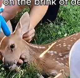 Part2 Animals Rescue #dogrescue #rescuedog #dogsofttiktok #foryoupage #foryou #dogs