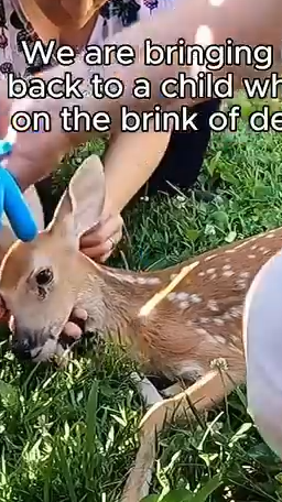 Part2 Animals Rescue #dogrescue #rescuedog #dogsofttiktok #foryoupage #foryou #dogs