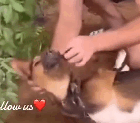 Part2 Animals Rescue #dogrescue #rescuedog #dogsofttiktok #foryoupage #foryou #dogs