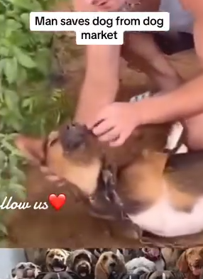 Part2 Animals Rescue #dogrescue #rescuedog #dogsofttiktok #foryoupage #foryou #dogs