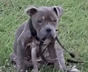 Part2 Animals Rescue #dogrescue #rescuedog #dogsofttiktok #foryoupage #foryou #dogs