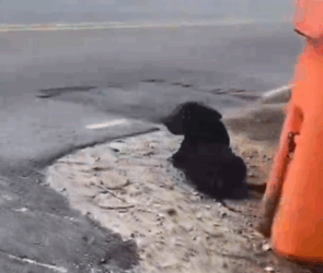 Part2 Animals Rescue #dogrescue #rescuedog #dogsofttiktok #foryoupage #foryou #dogs