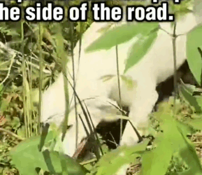 Part2 Animals Rescue #dogrescue #rescuedog #dogsofttiktok #foryoupage #foryou #dogs