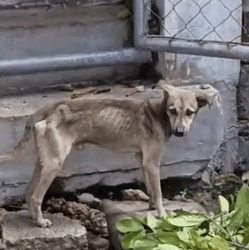 Part2 Animals Rescue #dogrescue #rescuedog #dogsofttiktok #foryoupage #foryou #dogs