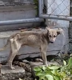 Part2 Animals Rescue #dogrescue #rescuedog #dogsofttiktok #foryoupage #foryou #dogs
