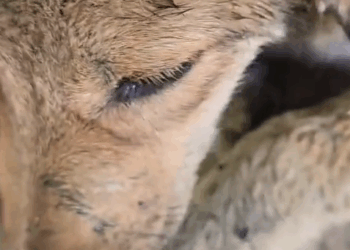 Part2 Animals Rescue #dogrescue #rescuedog #dogsofttiktok #foryoupage #foryou #dogs