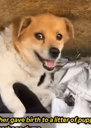 Part2 Animals Rescue #dogrescue #rescuedog #dogsofttiktok #foryoupage #foryou #dogs