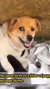 Part2 Animals Rescue #dogrescue #rescuedog #dogsofttiktok #foryoupage #foryou #dogs