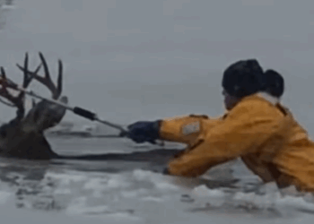 Part2 Animals Rescue #dogrescue #rescuedog #dogsofttiktok #foryoupage #foryou #dogs