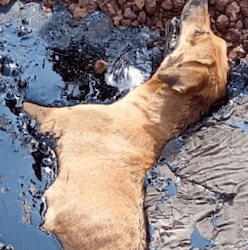 Part2 Animals Rescue #dogrescue #rescuedog #dogsofttiktok #foryoupage #foryou #dogs