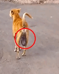 Part2 Animals Rescue #dogrescue #rescuedog #dogsofttiktok #foryoupage #foryou #dogs