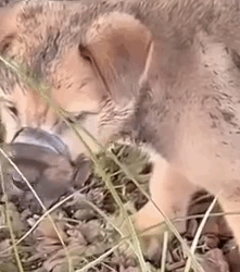 Part2 Animals Rescue #dogrescue #rescuedog #dogsofttiktok #foryoupage #foryou #dogs