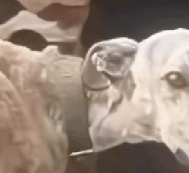 Part2 Animals Rescue #dogrescue #rescuedog #dogsofttiktok #foryoupage #foryou #dogs