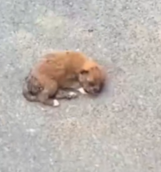 Part2 Animals Rescue #dogrescue #rescuedog #dogsofttiktok #foryoupage #foryou #dogs