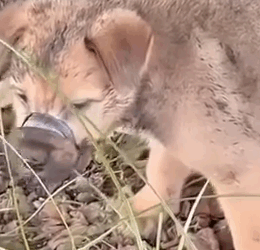 Part2 Animals Rescue #dogrescue #rescuedog #dogsofttiktok #foryoupage #foryou #dogs