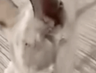 Part2 Animals Rescue #dogrescue #rescuedog #dogsofttiktok #foryoupage #foryou #dogs