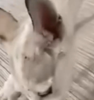 Part2 Animals Rescue #dogrescue #rescuedog #dogsofttiktok #foryoupage #foryou #dogs