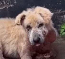 Part2 Animals Rescue #dogrescue #rescuedog #dogsofttiktok #foryoupage #foryou #dogs