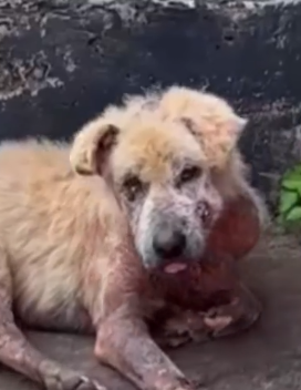 Part2 Animals Rescue #dogrescue #rescuedog #dogsofttiktok #foryoupage #foryou #dogs