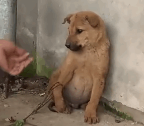 Part2 Animals Rescue #dogrescue #rescuedog #dogsofttiktok #foryoupage #foryou #dogs