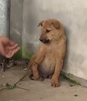 Part2 Animals Rescue #dogrescue #rescuedog #dogsofttiktok #foryoupage #foryou #dogs