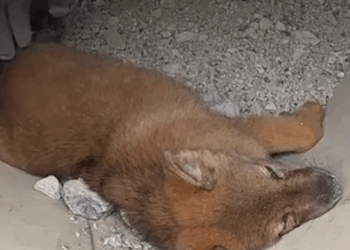 Part2 Animals Rescue #dogrescue #rescuedog #dogsofttiktok #foryoupage #foryou #dogs