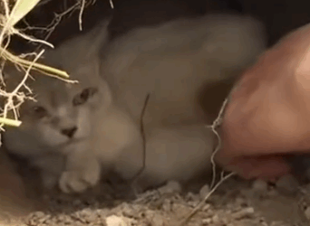 Part2 Animals Rescue #dogrescue #rescuedog #dogsofttiktok #foryoupage #foryou #dogs