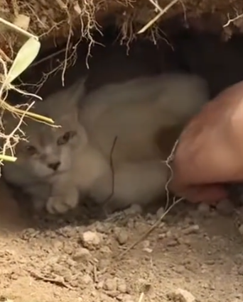 Part2 Animals Rescue #dogrescue #rescuedog #dogsofttiktok #foryoupage #foryou #dogs