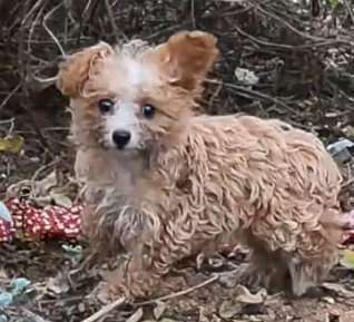 I was exercising when I saw a puppy wandering by the side of the road._part2