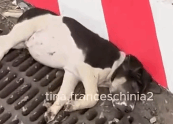 On my way home from work, I saw a small dog lying motionless on the side of the road_part2