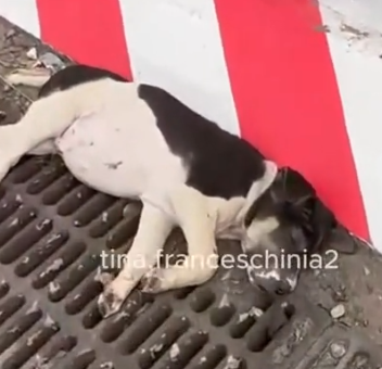 On my way home from work, I saw a small dog lying motionless on the side of the road_part2