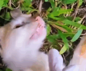 Part2 Animals Rescue #dogrescue #rescuedog #dogsofttiktok #foryoupage #foryou #dogs