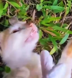 Part2 Animals Rescue #dogrescue #rescuedog #dogsofttiktok #foryoupage #foryou #dogs