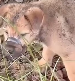 Part2 Animals Rescue #dogrescue #rescuedog #dogsofttiktok #foryoupage #foryou #dogs